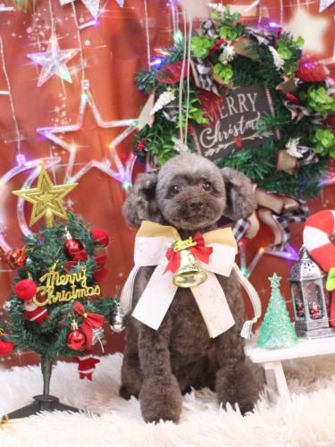 20231229モカちゃん